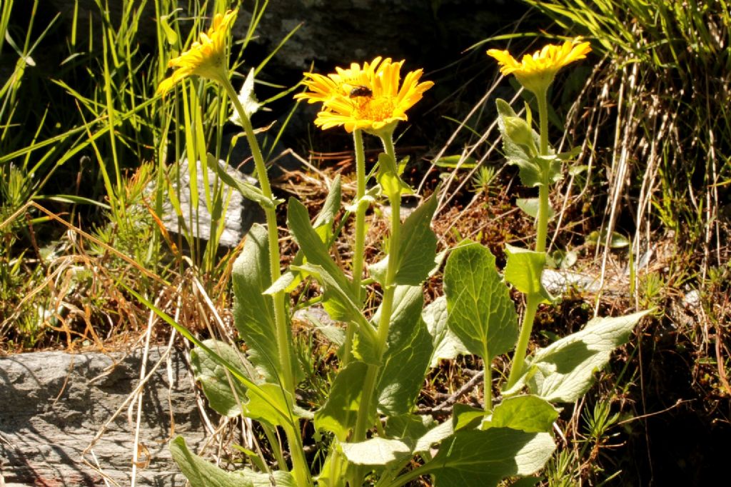 Doronicum grandiflorum / Doronico dei macereti