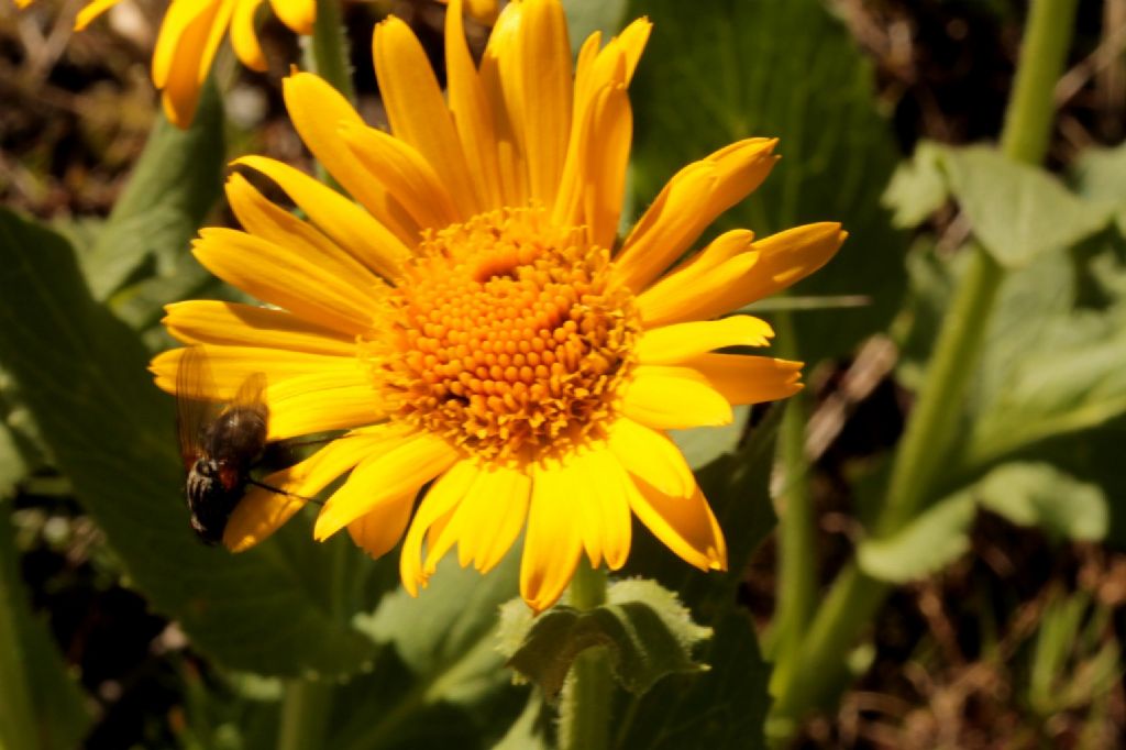 Doronicum grandiflorum / Doronico dei macereti