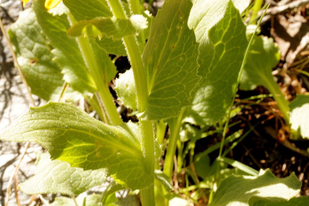 Doronicum grandiflorum / Doronico dei macereti