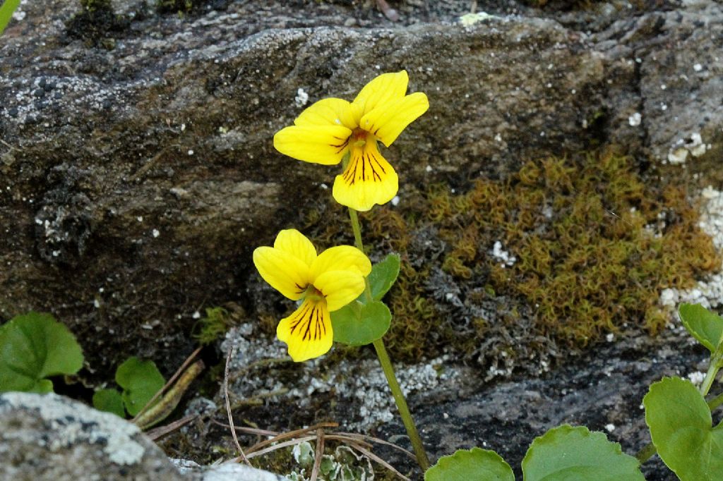 Viola biflora