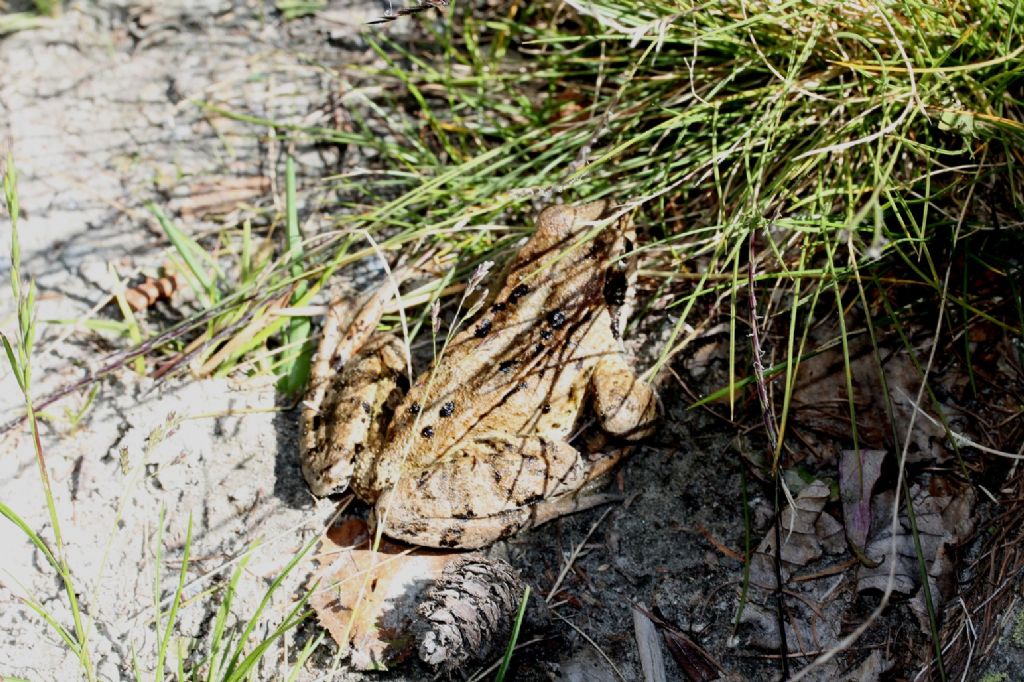 Rana temporaria, confermate? S