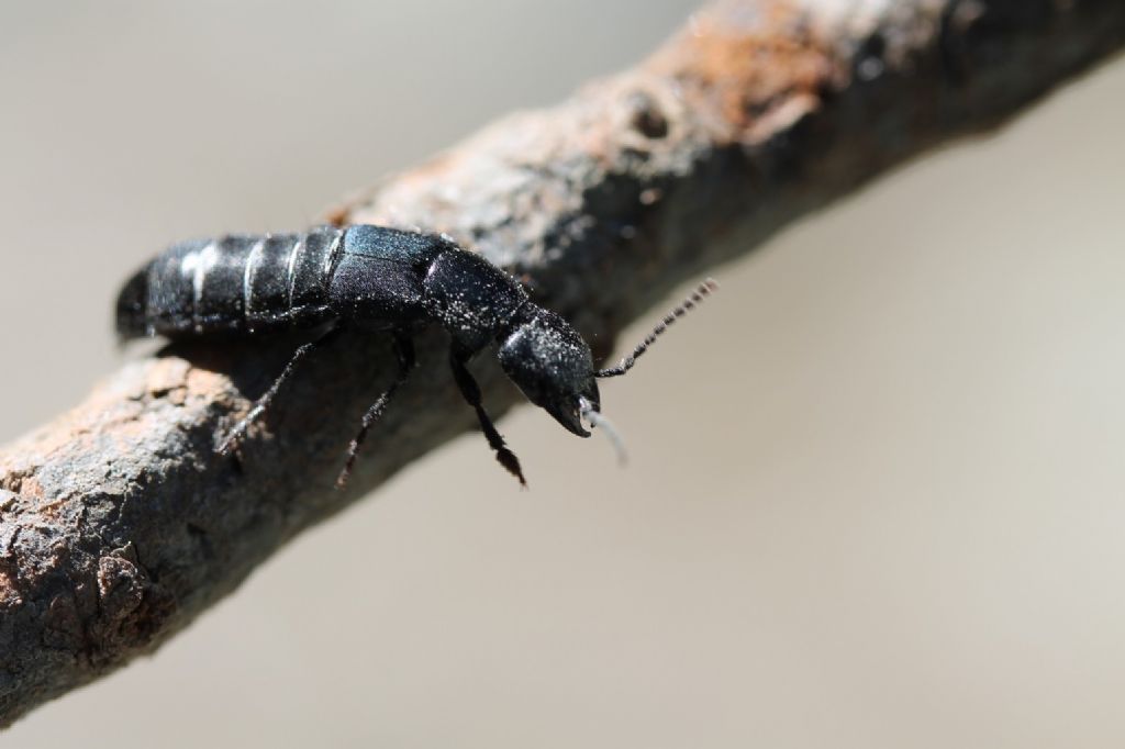 Staphylinidae da identificare: Ocypus ophtalmicus