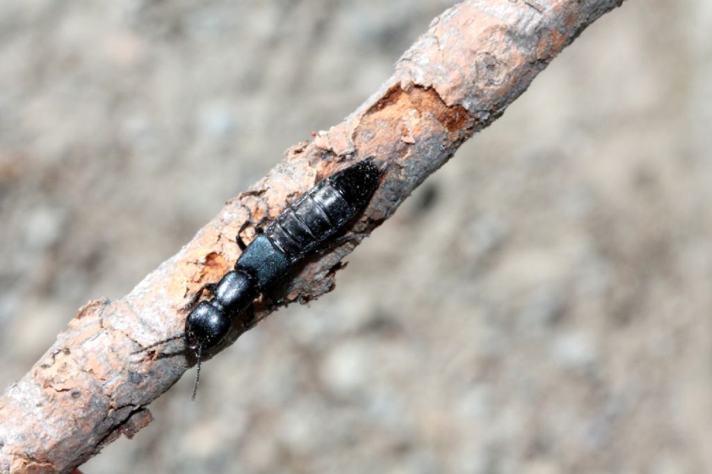 Staphylinidae da identificare: Ocypus ophtalmicus