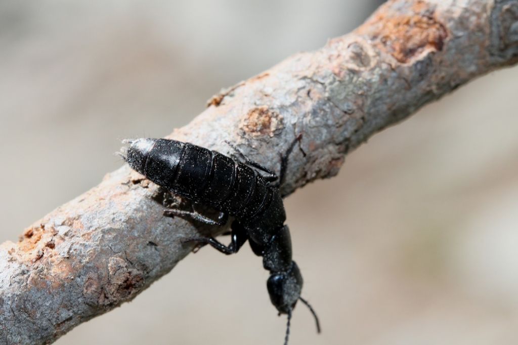 Staphylinidae da identificare: Ocypus ophtalmicus