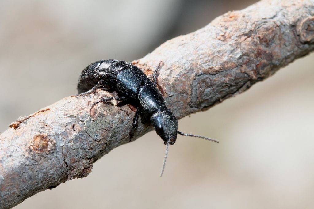 Staphylinidae da identificare: Ocypus ophtalmicus