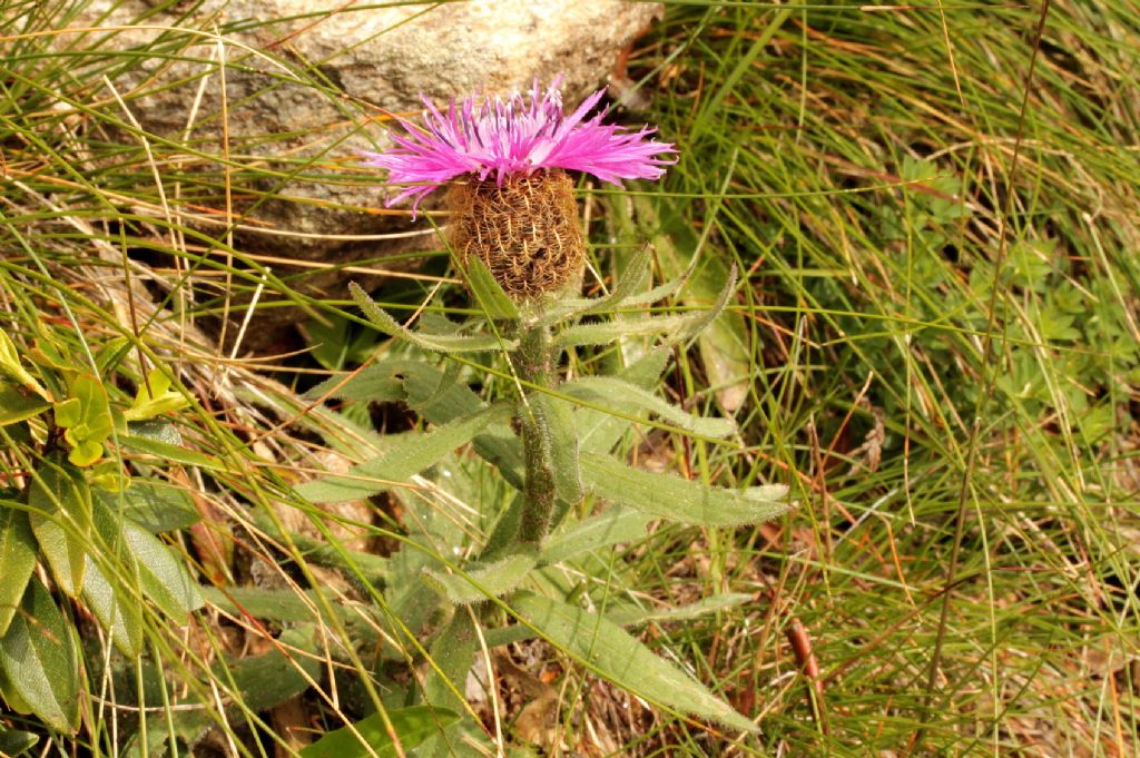 Centaurea uniflora?