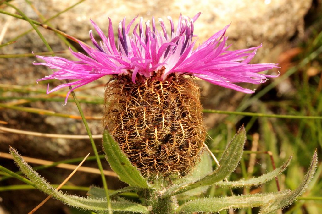 Centaurea uniflora?