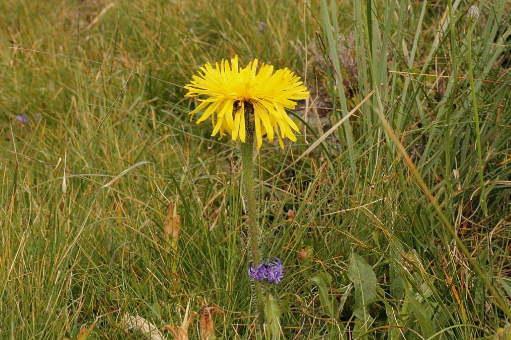 Hypochaeris uniflora