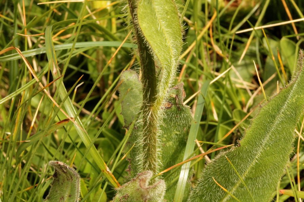 Hypochaeris uniflora