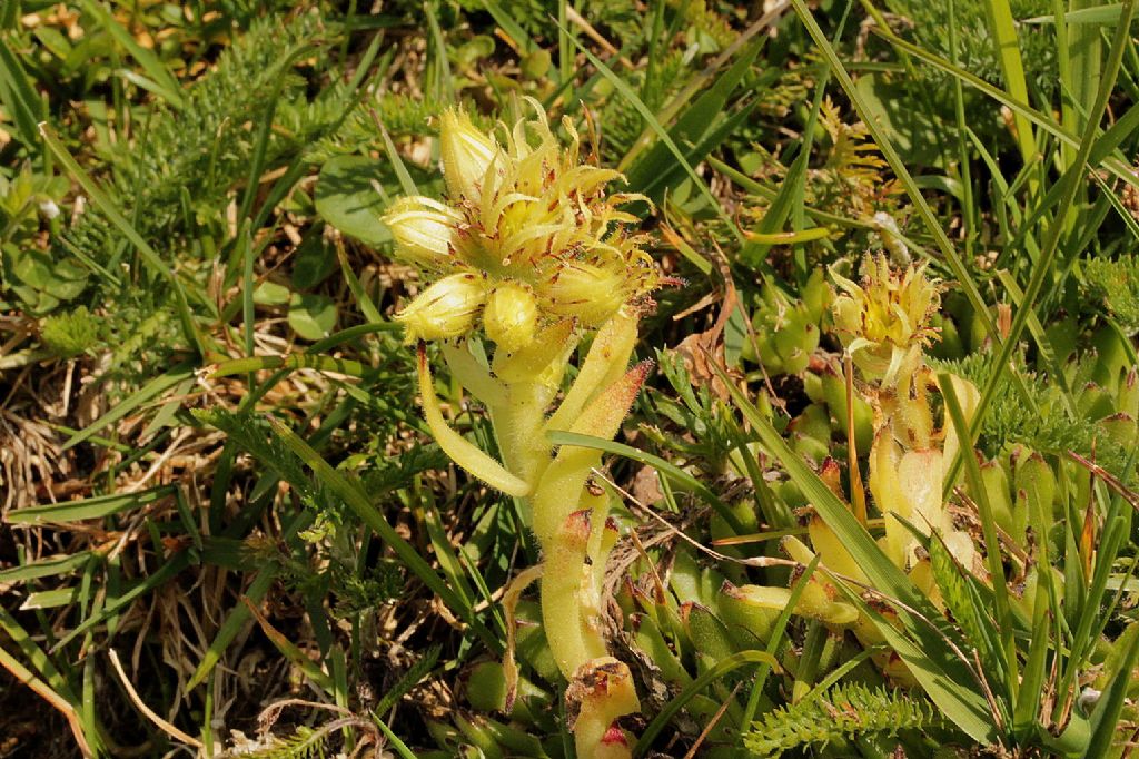 Sempervivum grandiflorum / Semprevivo a fiori grandi