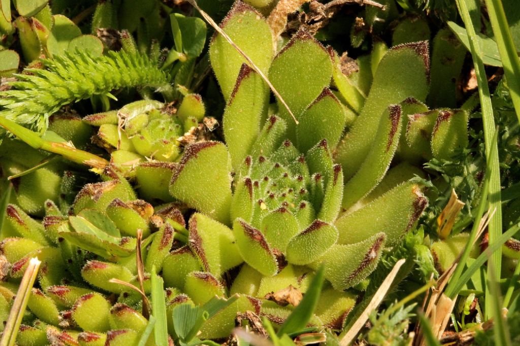 Sempervivum grandiflorum / Semprevivo a fiori grandi