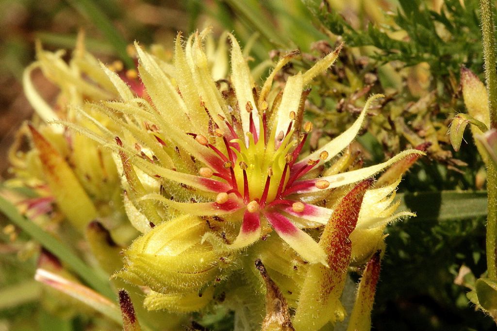 Sempervivum grandiflorum / Semprevivo a fiori grandi