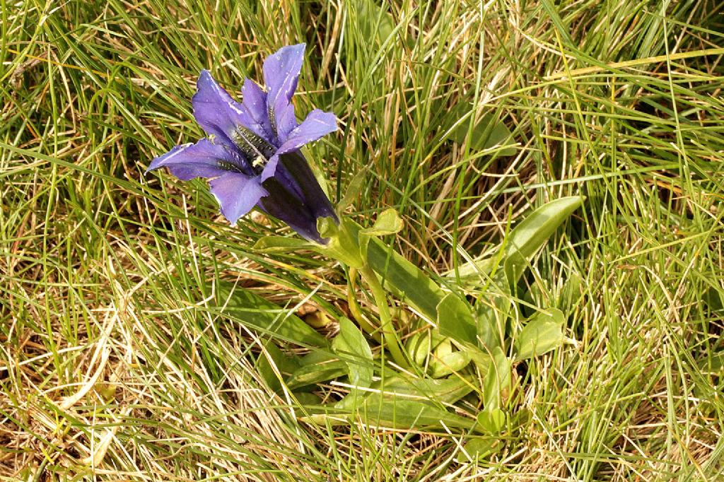 Gentiana acaulis