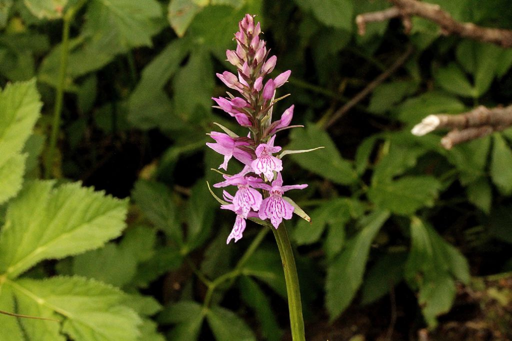 Dactylorhiza maculata ssp. fuchsii?