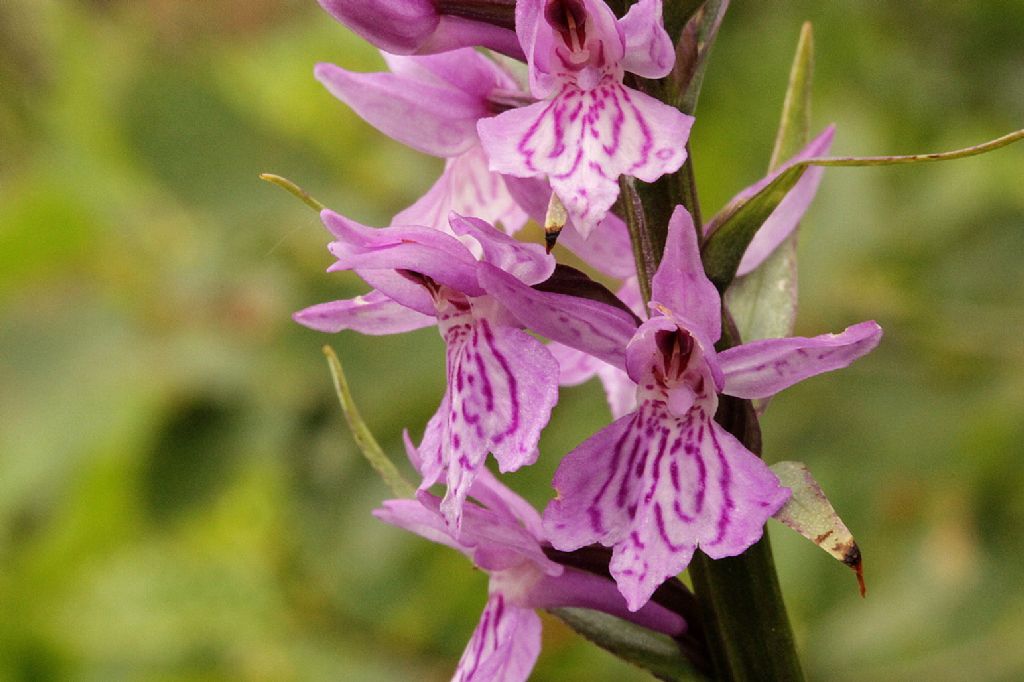 Dactylorhiza maculata ssp. fuchsii?