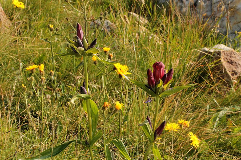 Andrate (To) - Gentiana purpurea