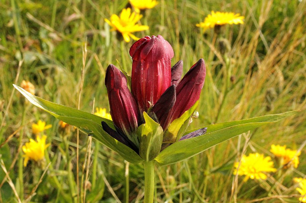 Andrate (To) - Gentiana purpurea