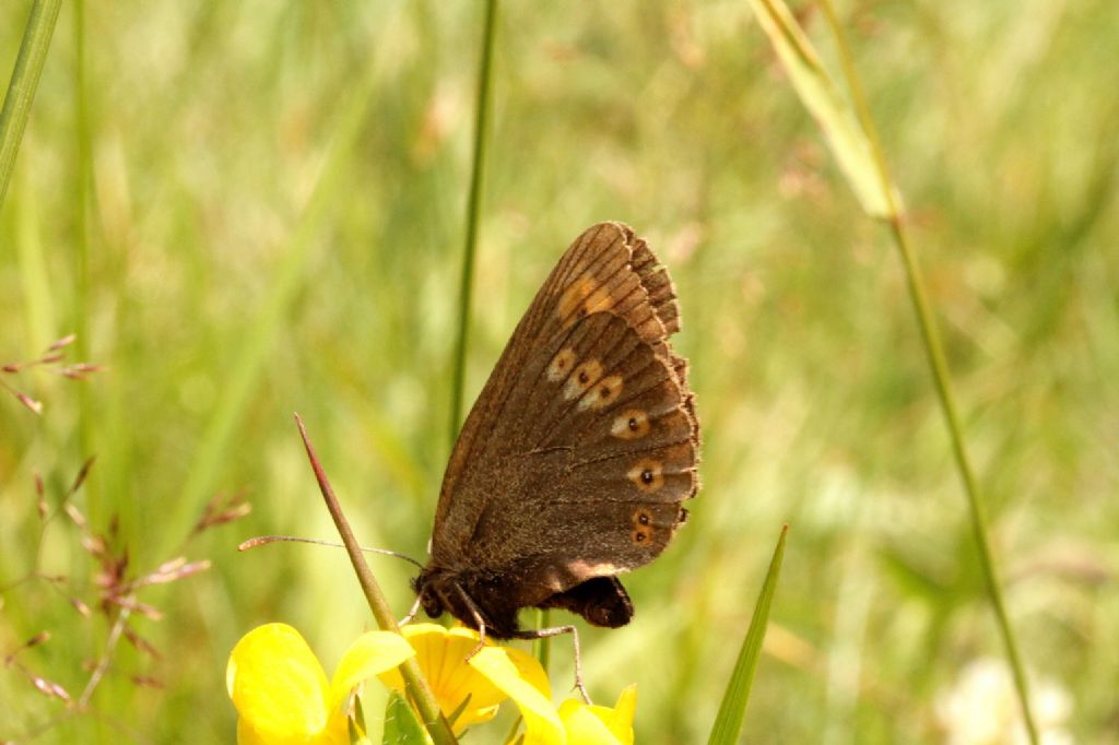 Erebia albergana? S !