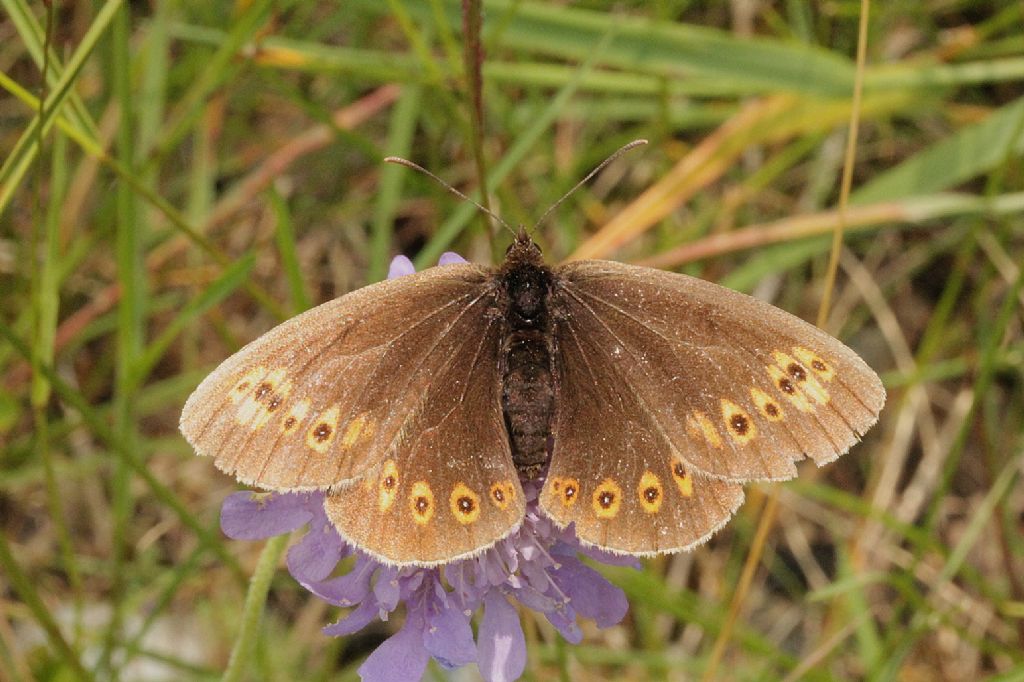 Erebia albergana? S !