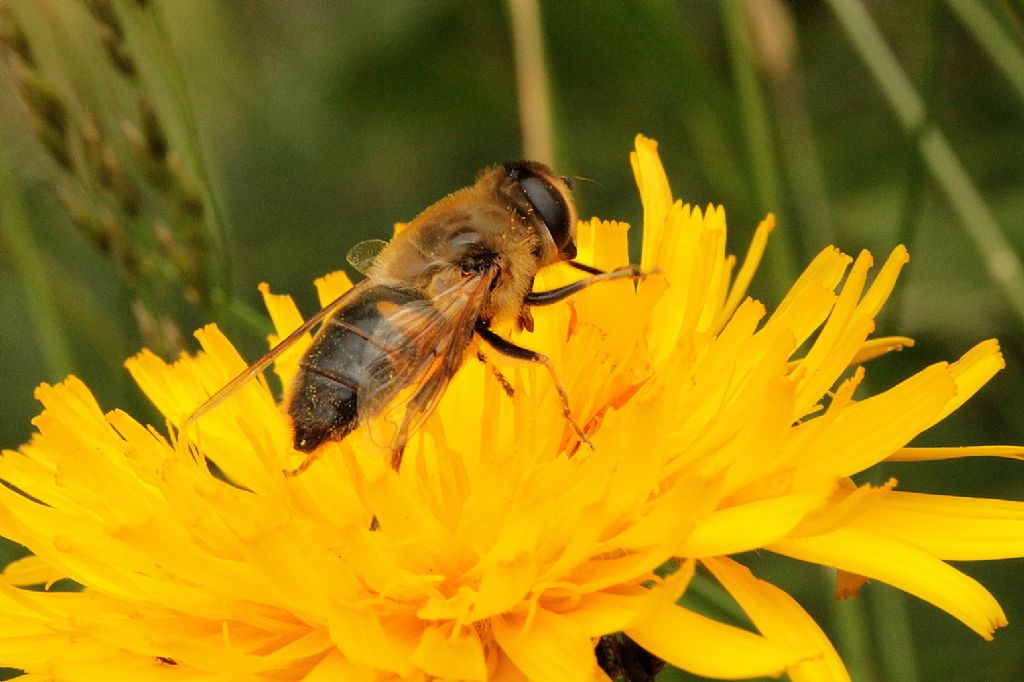 Ape? No,  un Dittero: Eristalis tenax femmina