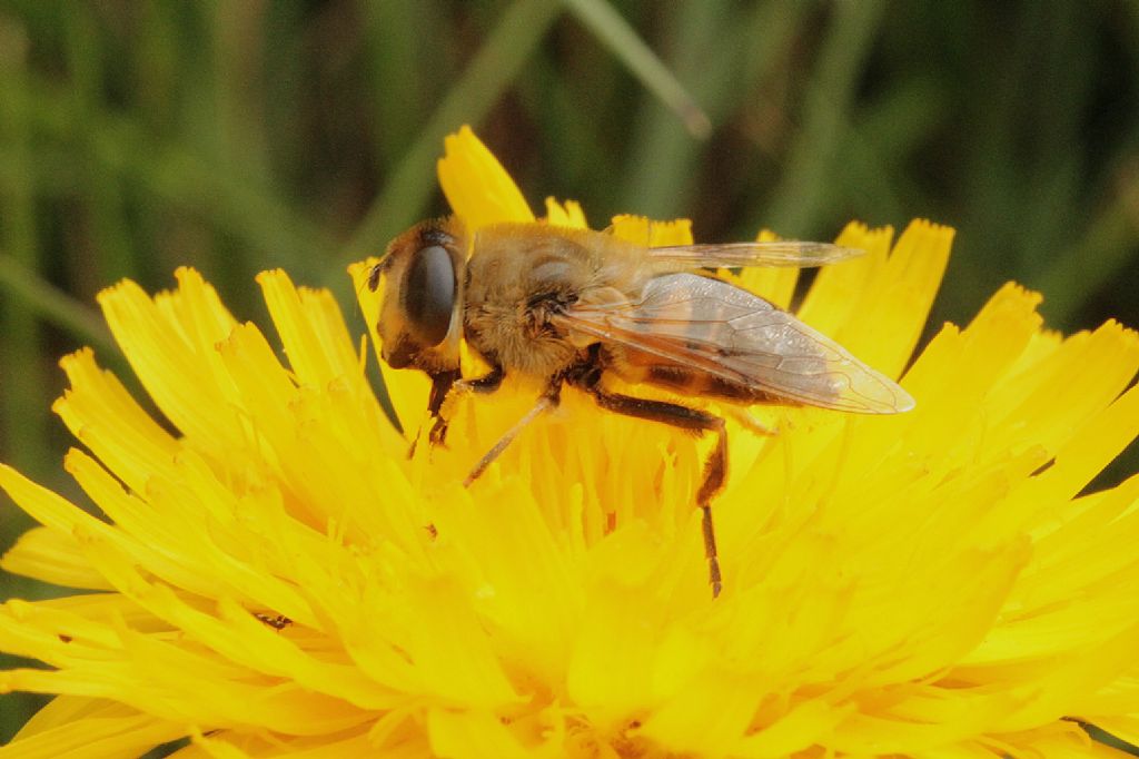 Ape? No,  un Dittero: Eristalis tenax femmina