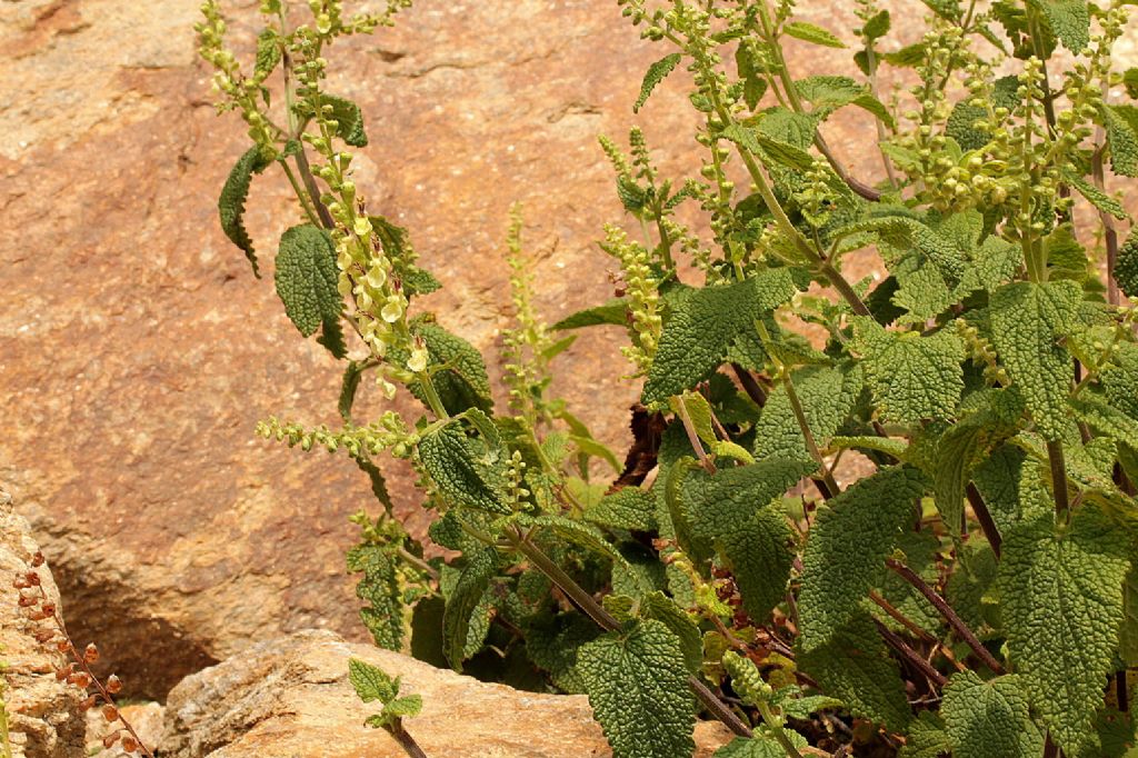 Teucrium scorodonia e Teucrium montanum