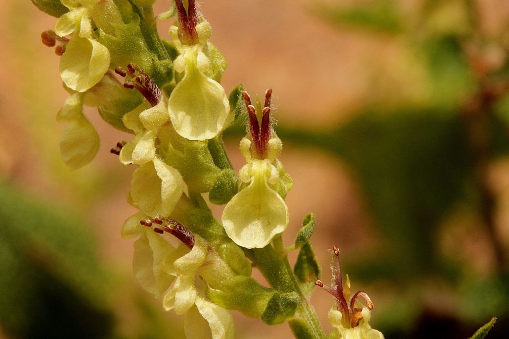 Teucrium scorodonia e Teucrium montanum