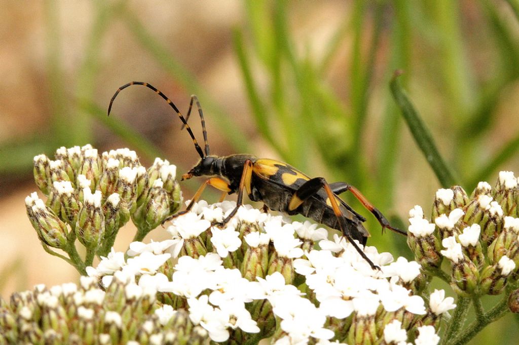 Rutpela maculata, , Cerambycidae