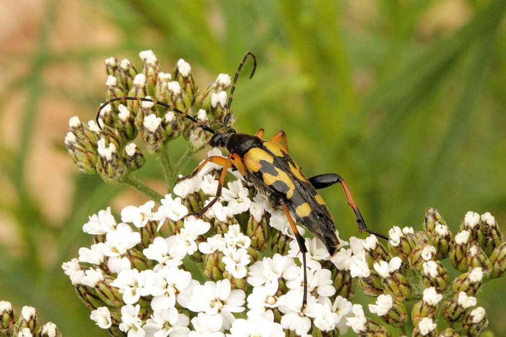 Rutpela maculata, , Cerambycidae