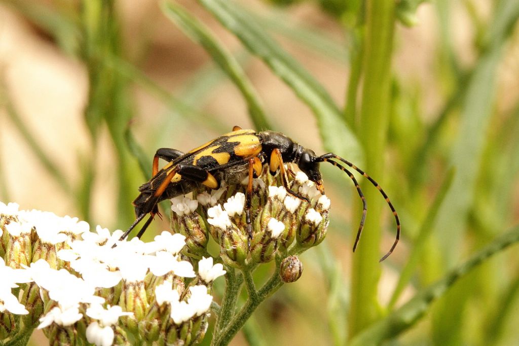 Rutpela maculata, , Cerambycidae