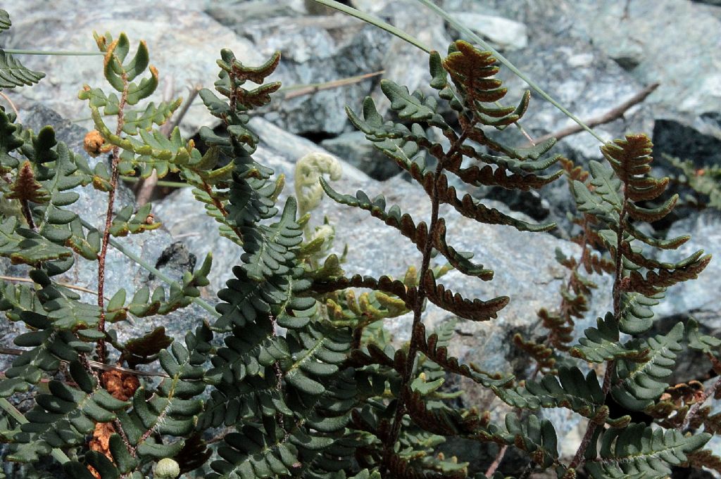 Paragymnopteris (=Notholaena) marantae / Felcetta lanosa