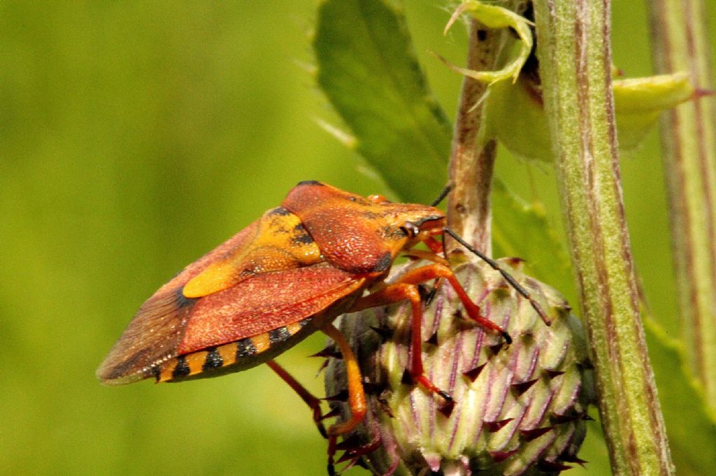 E'' un coreide? No, Pentatomidae: Carpocoris pudicus