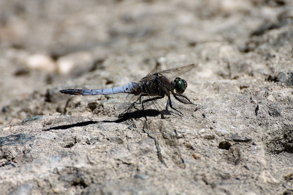 Orthetrum cancellatum?