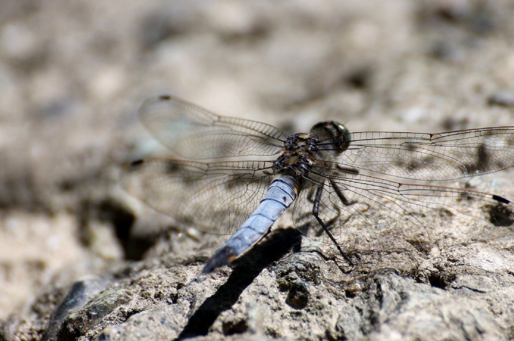 Orthetrum cancellatum?