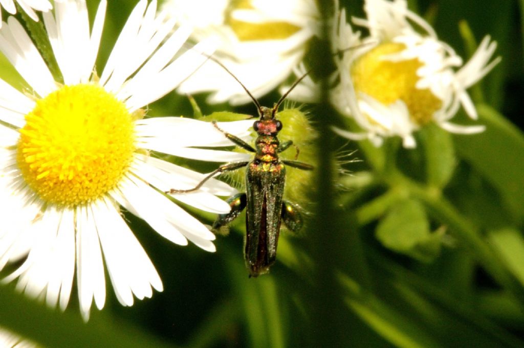 Oedemera nobilis, maschio