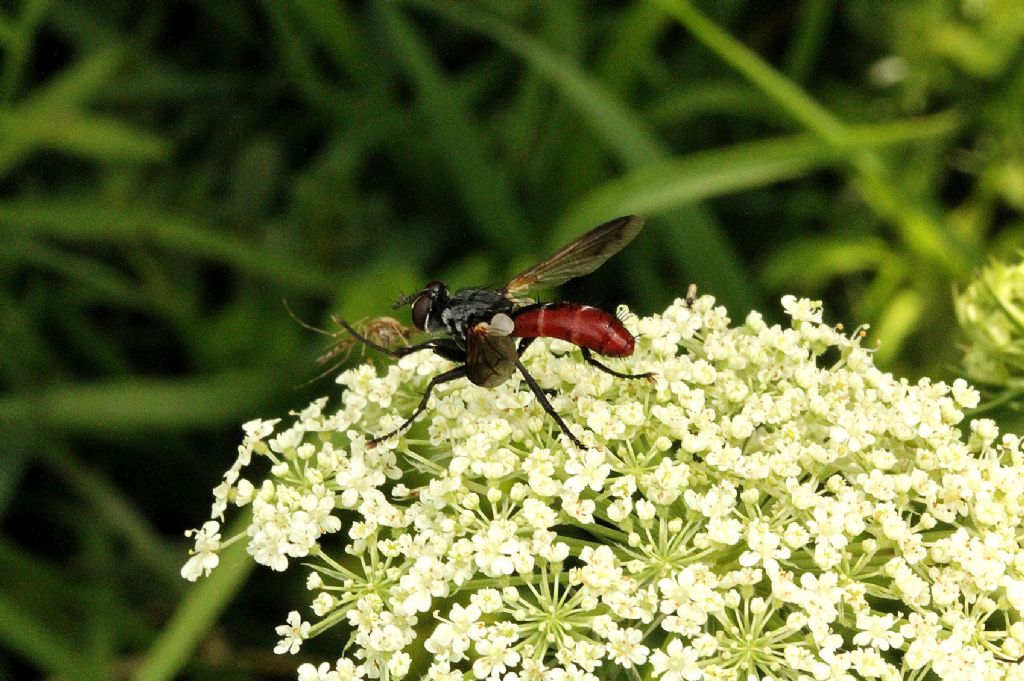 Identificazione