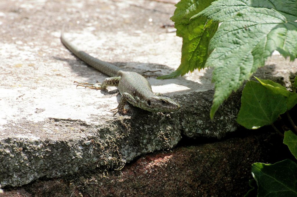 Mi confermate Podarcis muralis?