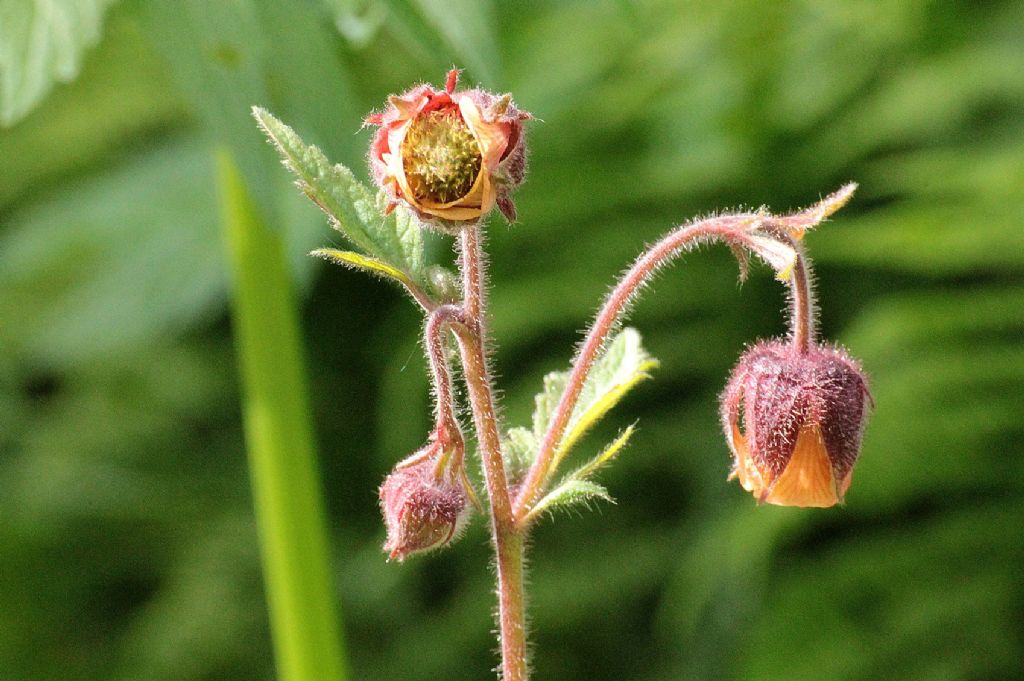 Geum rivale