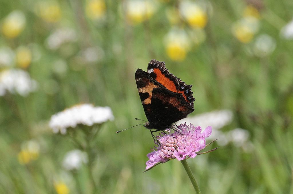 Mi confermate Aglais urticae?