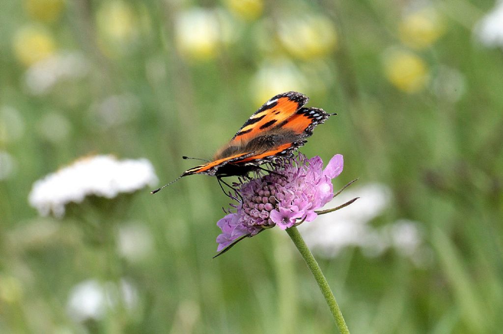 Mi confermate Aglais urticae?