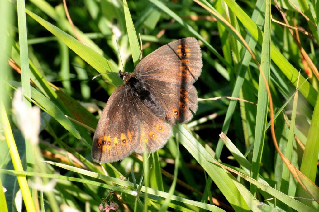 Potrebbe essere Erebia medusa?  No, Erebia albergana