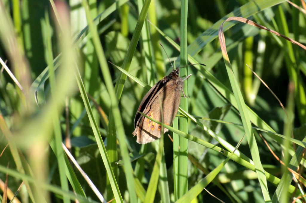 Potrebbe essere Erebia medusa?  No, Erebia albergana