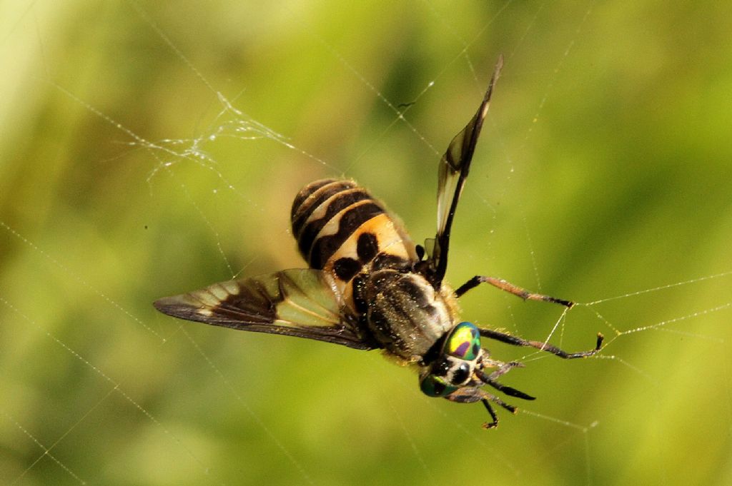 Argiope bruennichi - Tina di Vestign (TO)