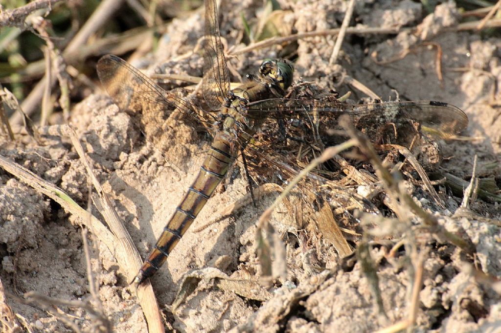 Forse un Orthetrum?