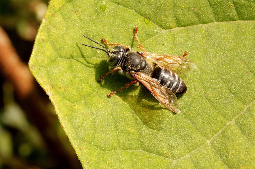 Tachytes etruscus, Crabronidae