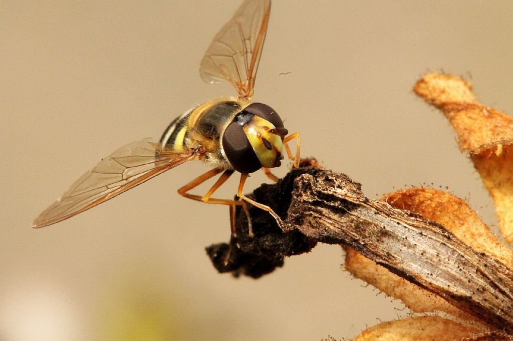 Tachinidae?