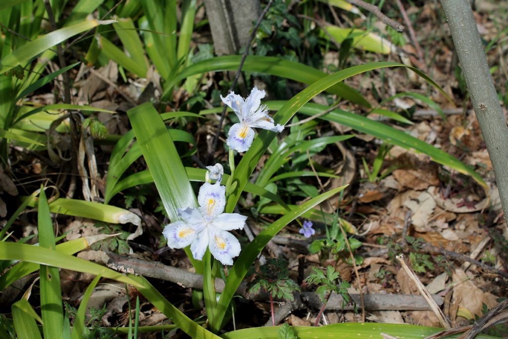 Iris japonica