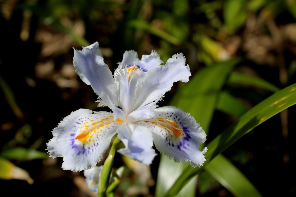 Iris japonica