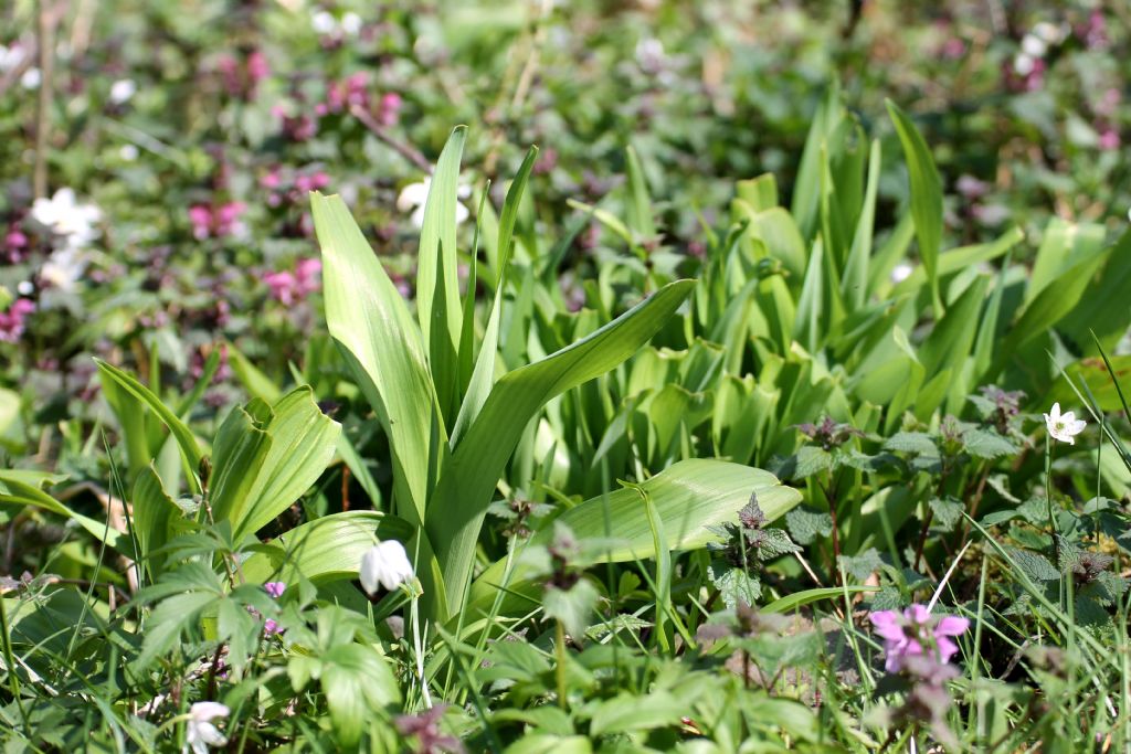 Colchicum sp.