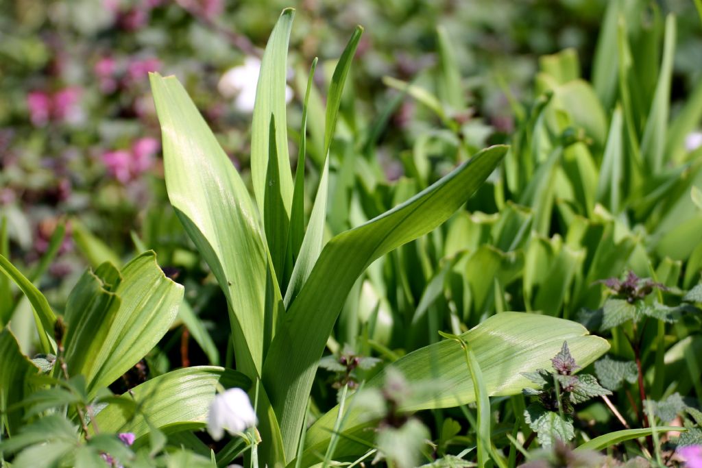 Colchicum sp.